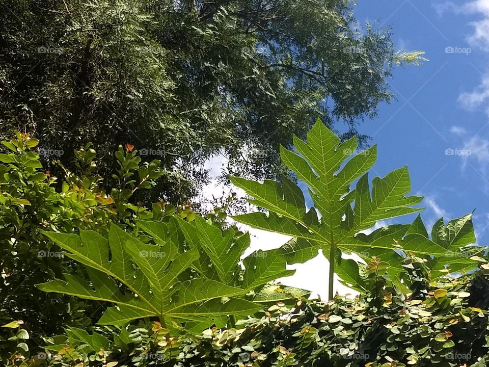 plants, trees and blue sky