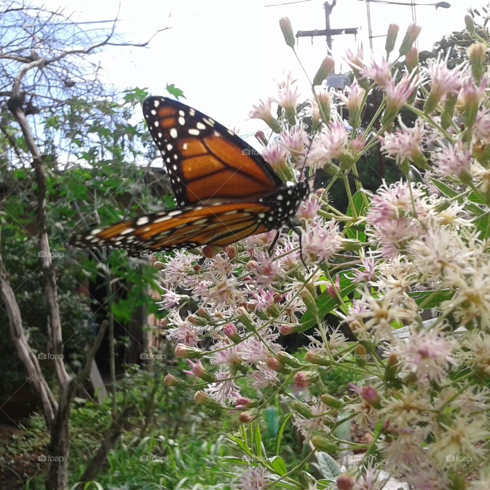Butterfly, Insect, Nature, Flower, Garden
