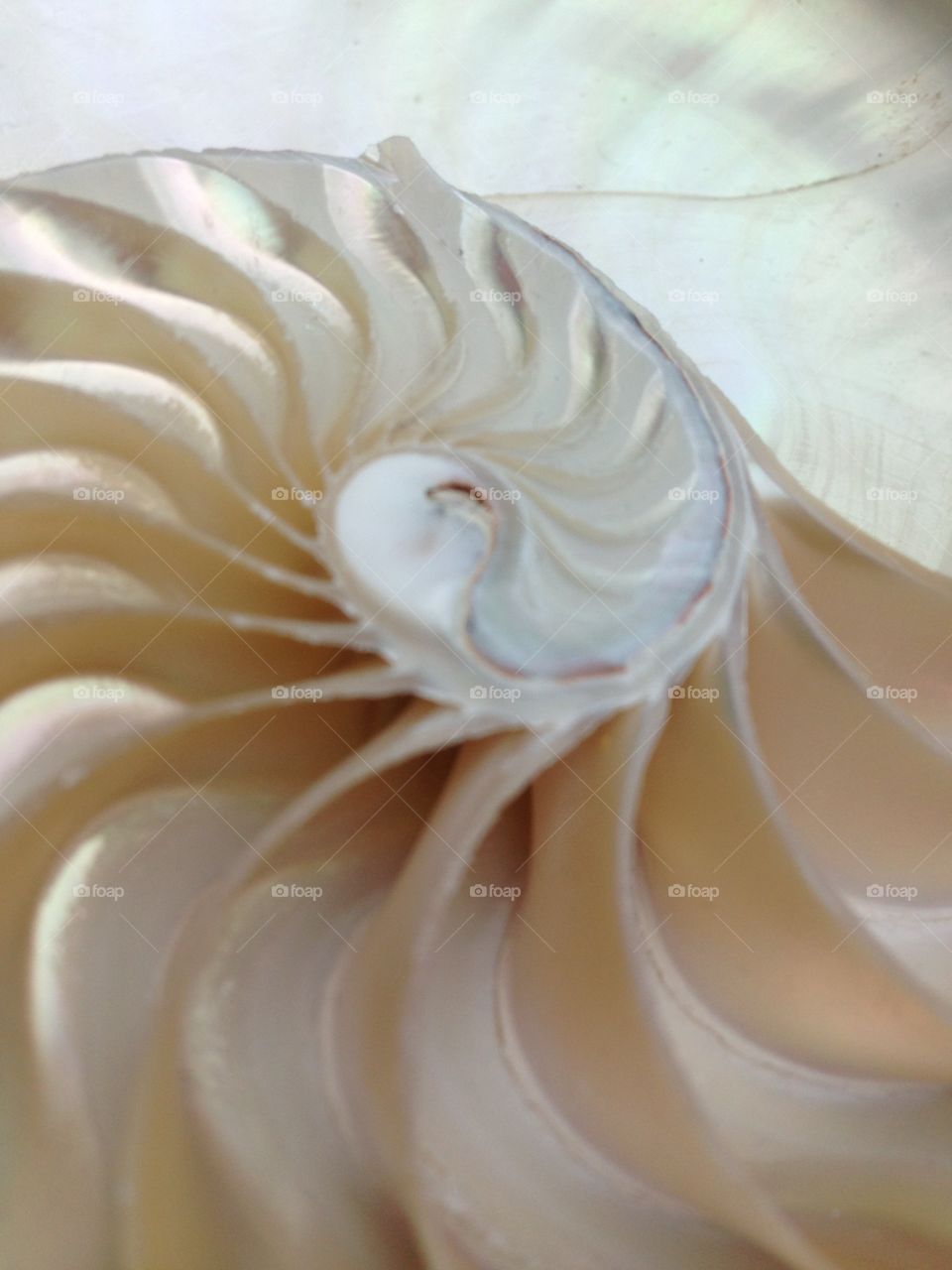 Nautilus shell cross section spiral symmetry Fibonacci sequence seashell mother of pearl