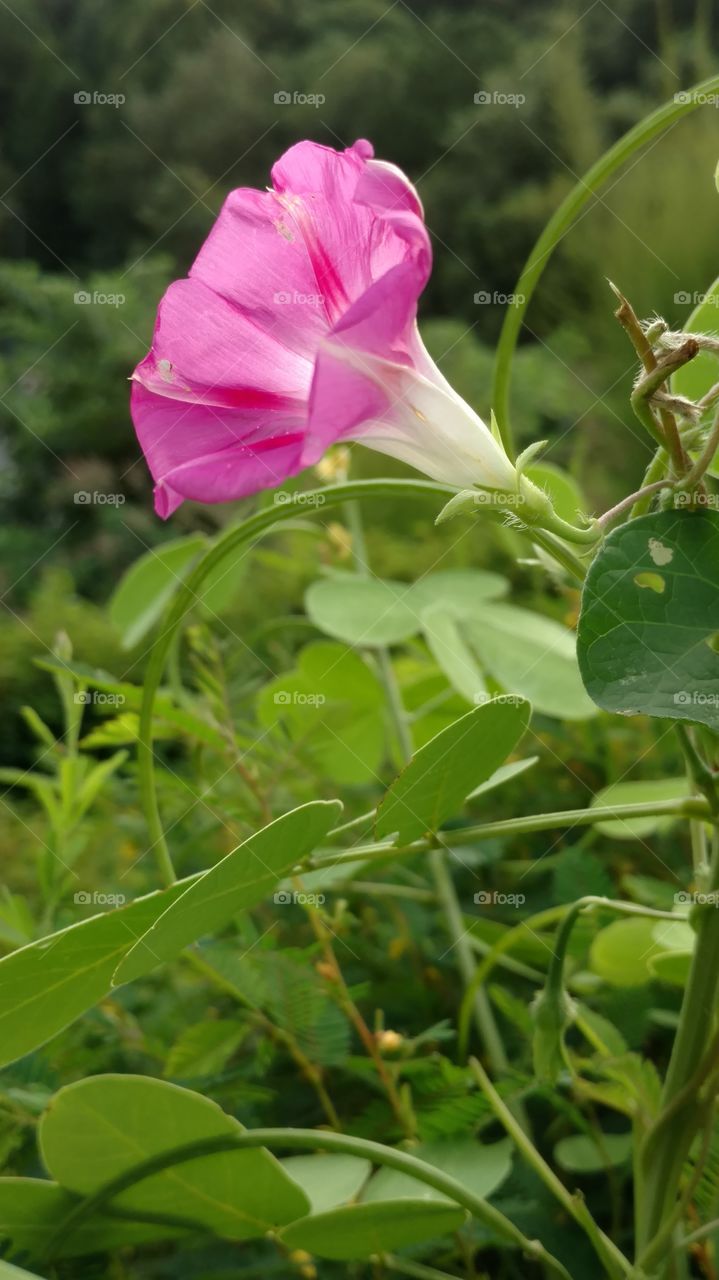Nature, Flora, Flower, Summer, Leaf