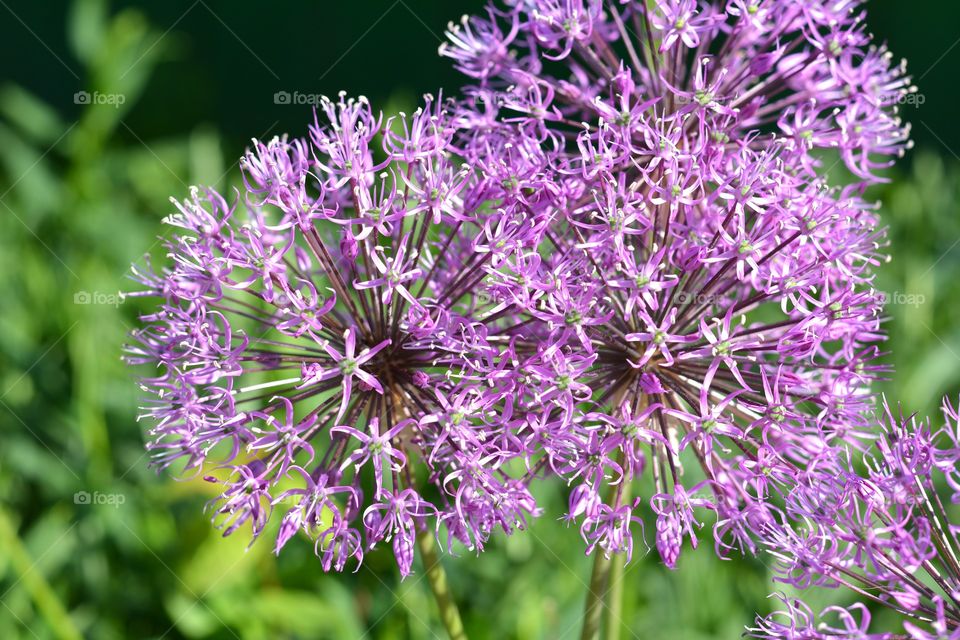 purple flowers growing in green grass garden, spring time, beautiful texture