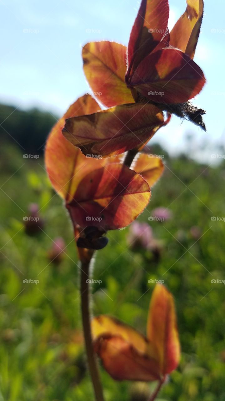 Nature, Flower, Leaf, No Person, Flora