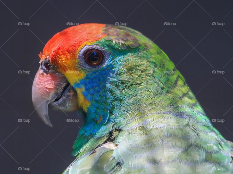 Close up Parrot shot