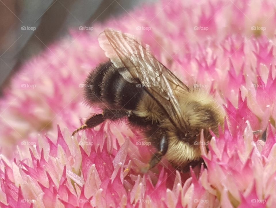 Bee gathering nectar