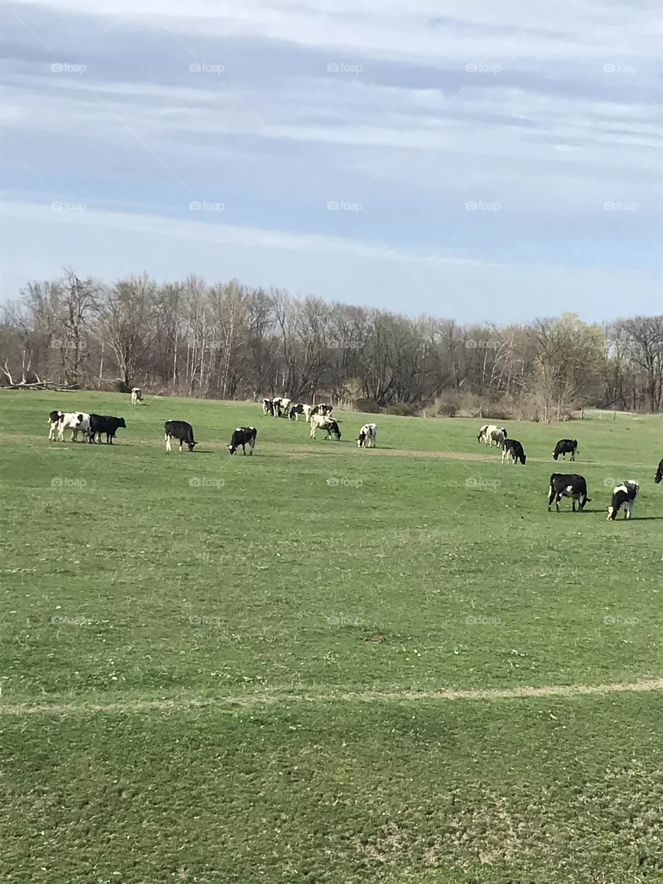 Cows