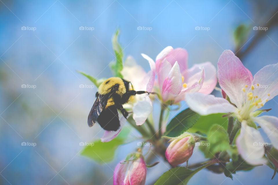 Bumble Bee Collecting Pollen from Apple Tree Bloom