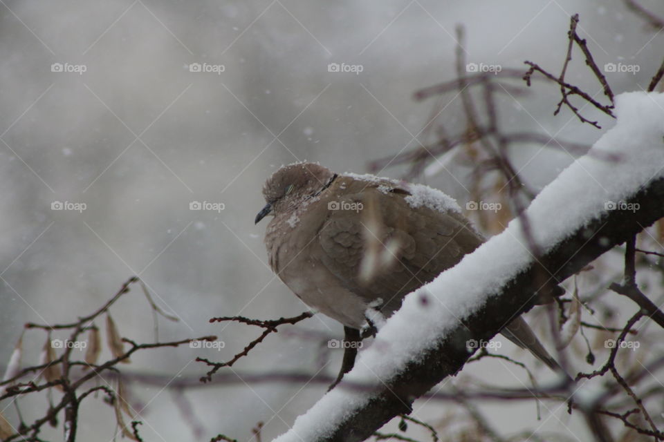 Dove