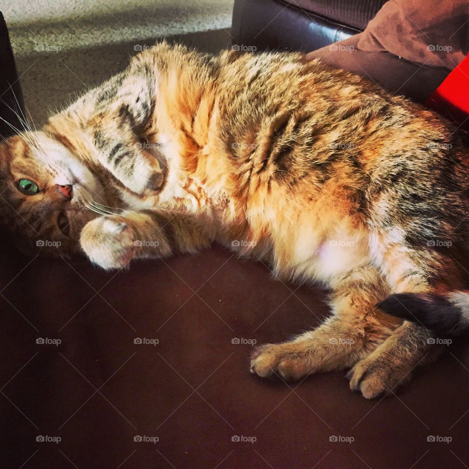 A little loving . Cat watching for a friend and getting some good quality snuggling in