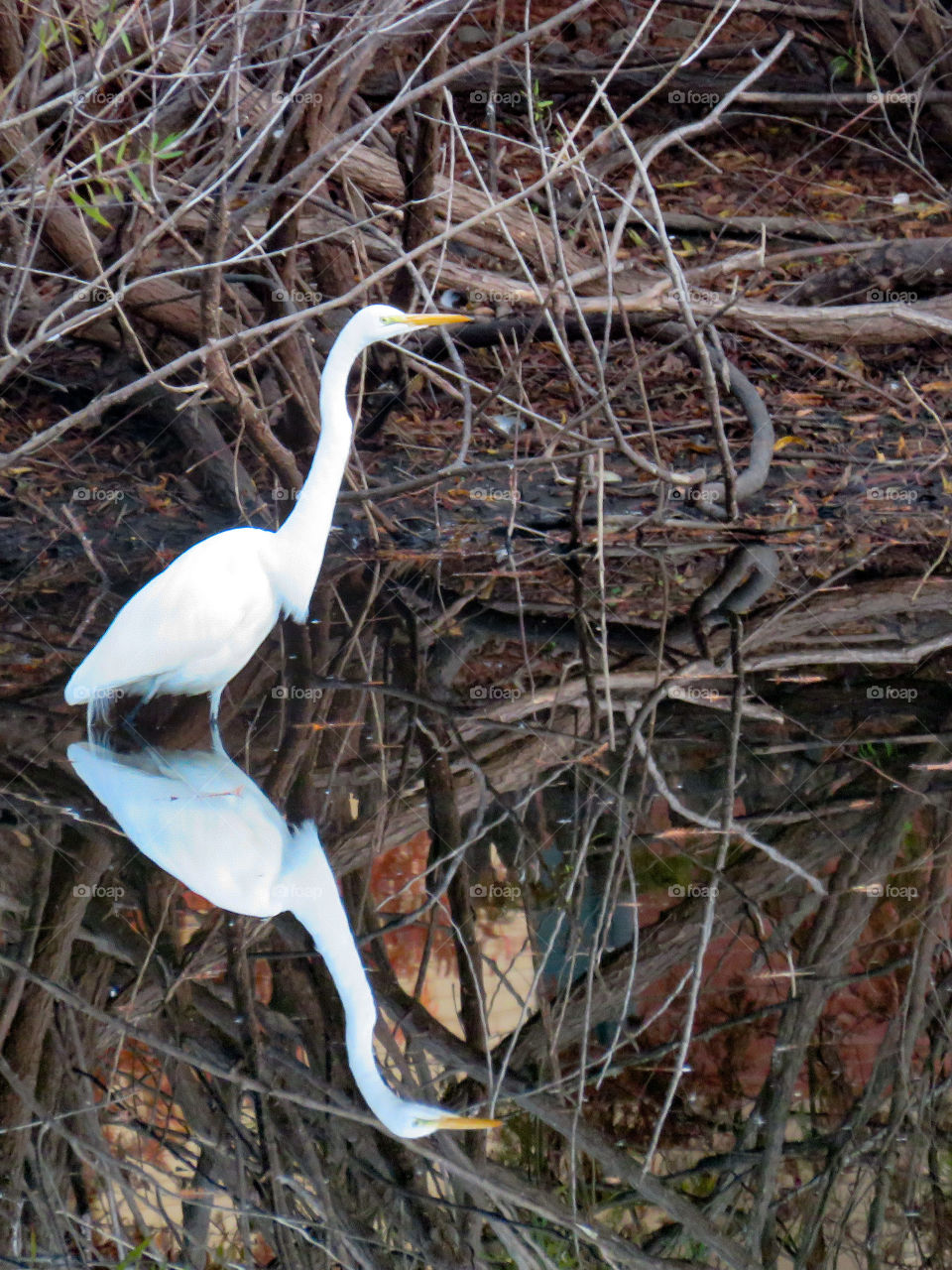 Great white egret