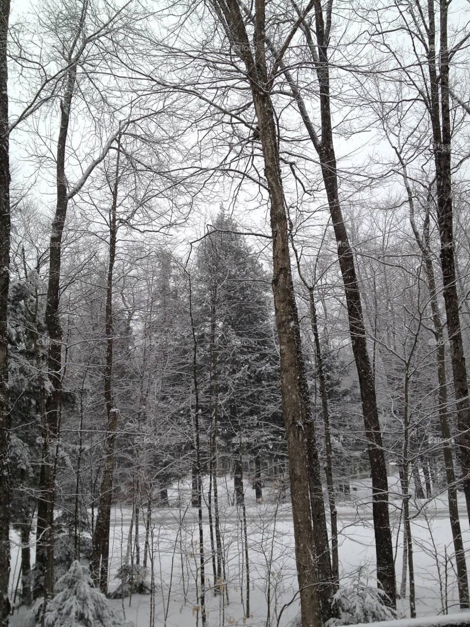 Light snow on trees