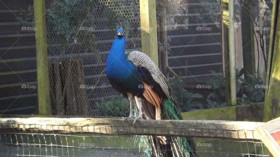 King peacock 