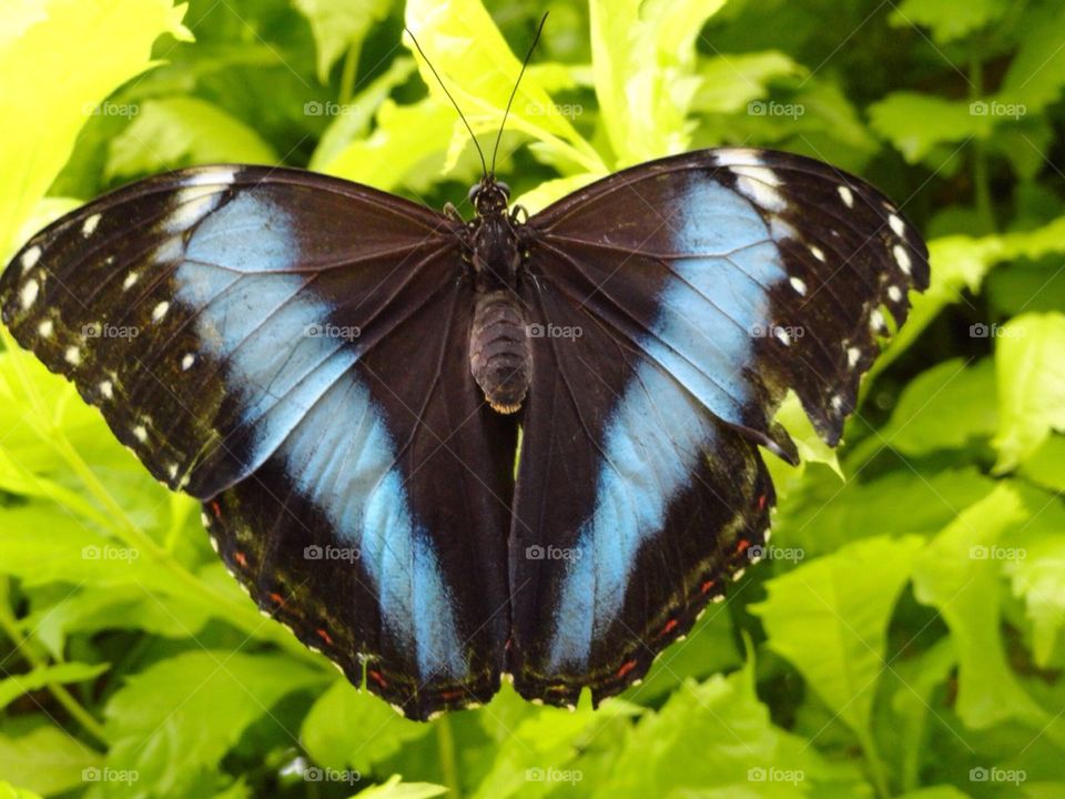 Butterfly 16