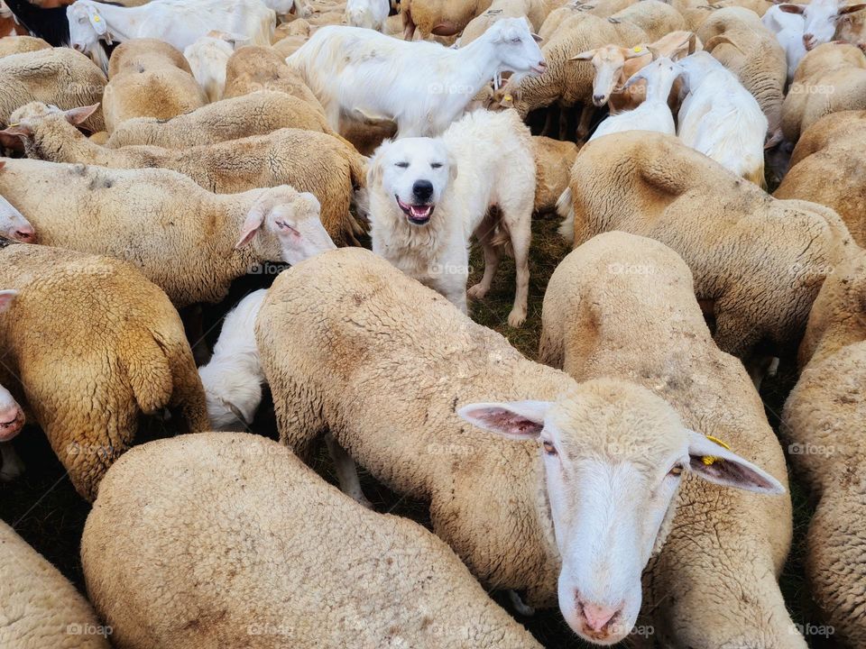 shepherd dog guards the flock of sheep