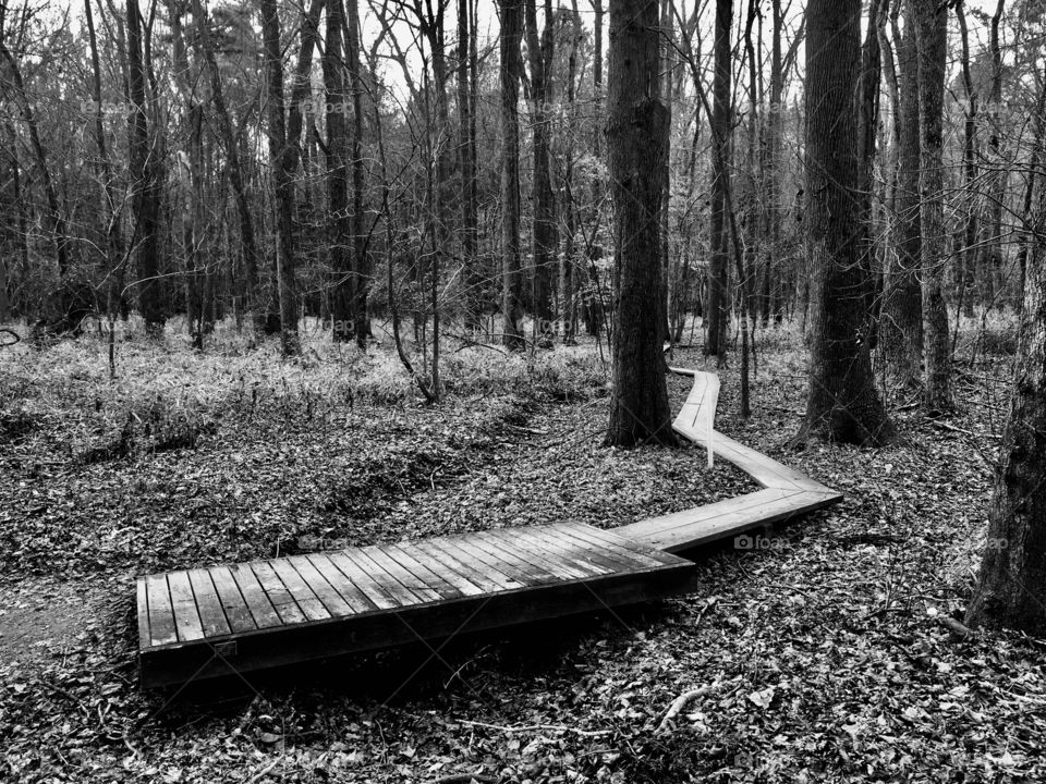 Black and white image of an old wooden footpath snaking through the forest