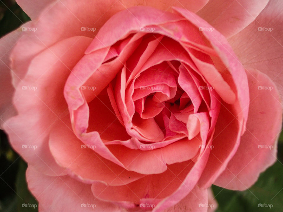 A beautiful pink rose