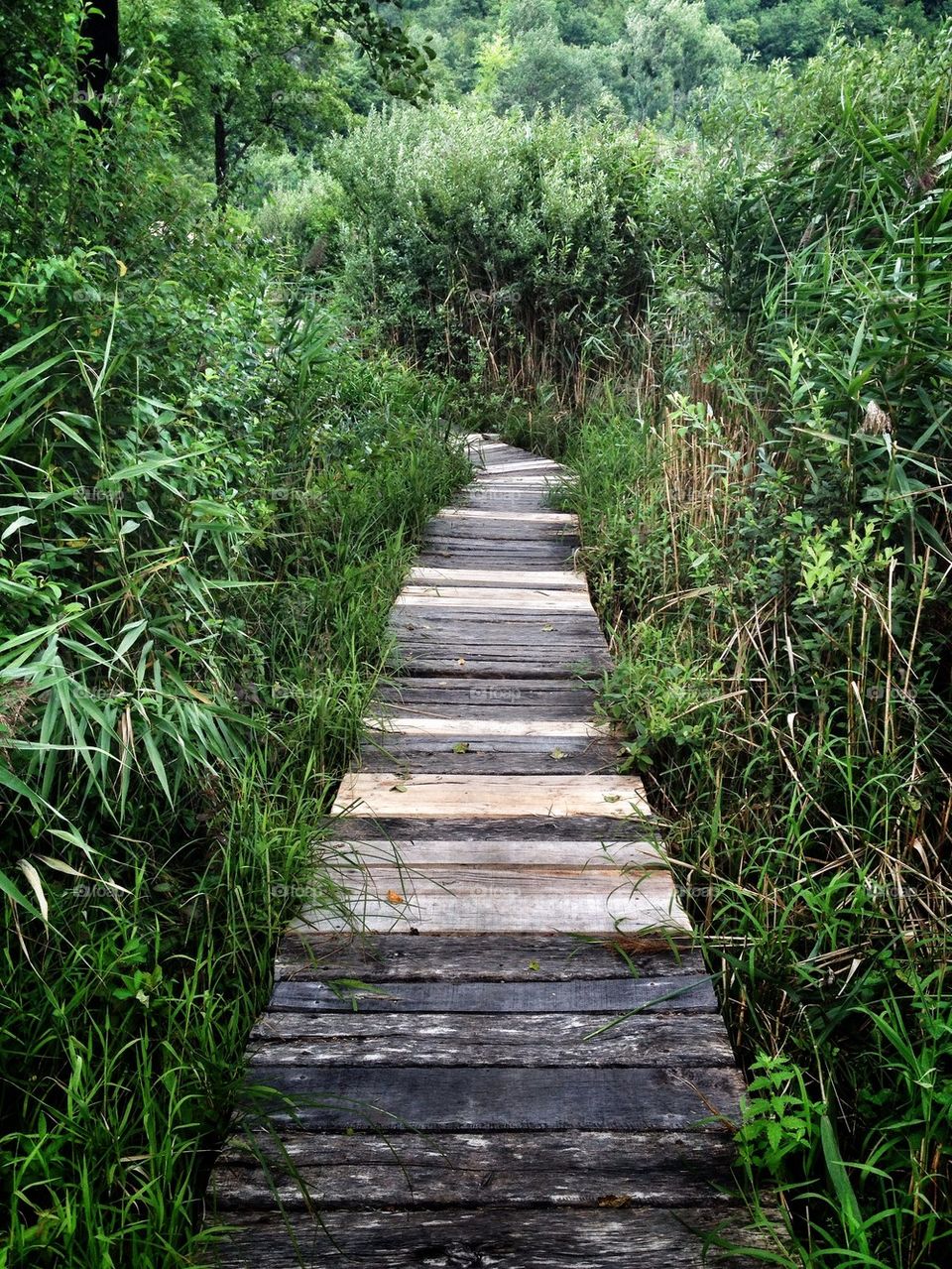 wood path