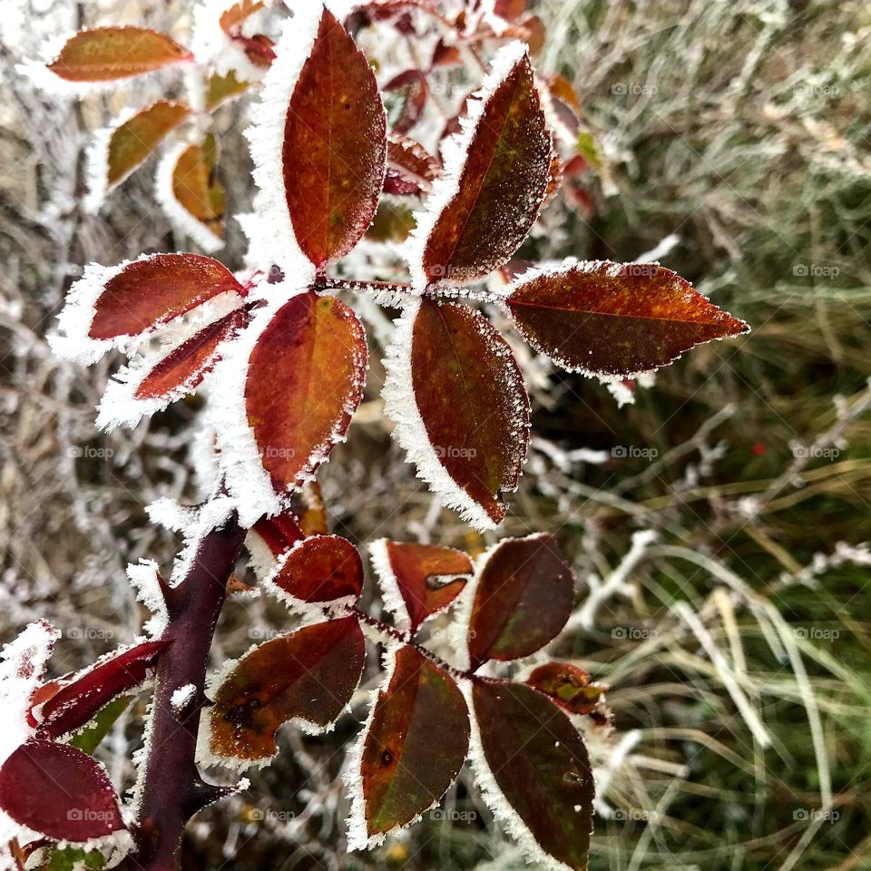 leaves on frosty morning