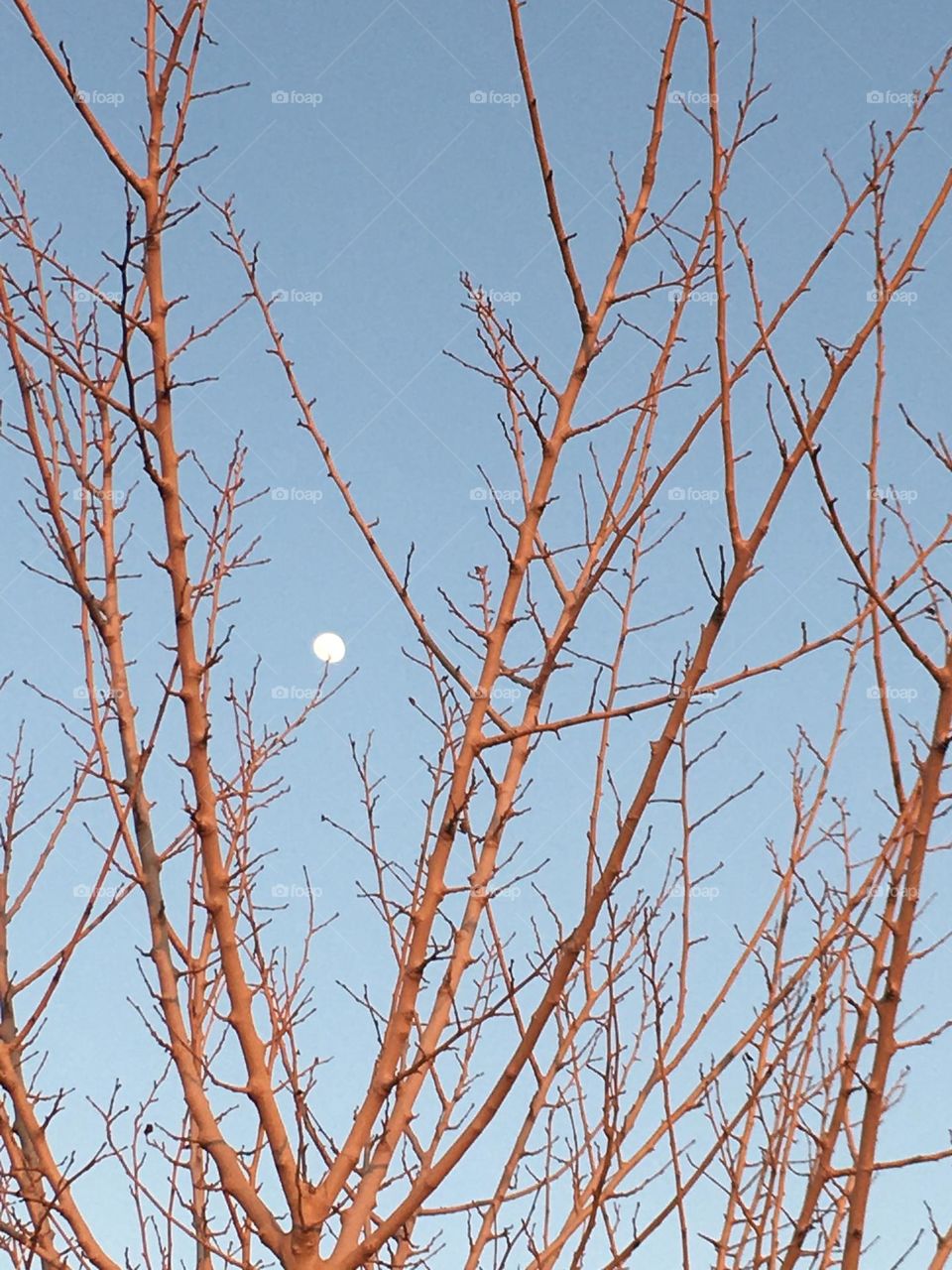 Beautiful moon behind the tree