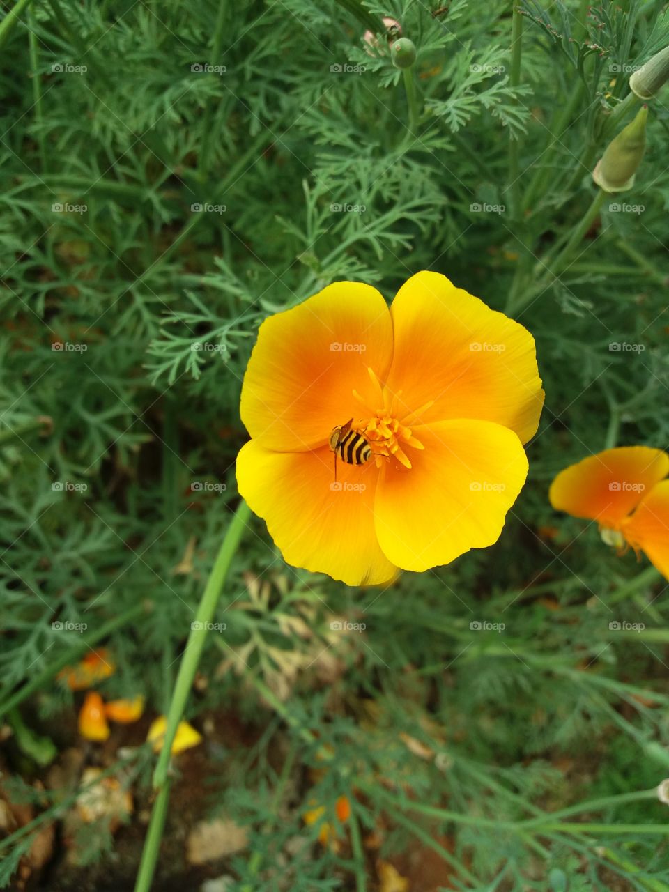 A bee