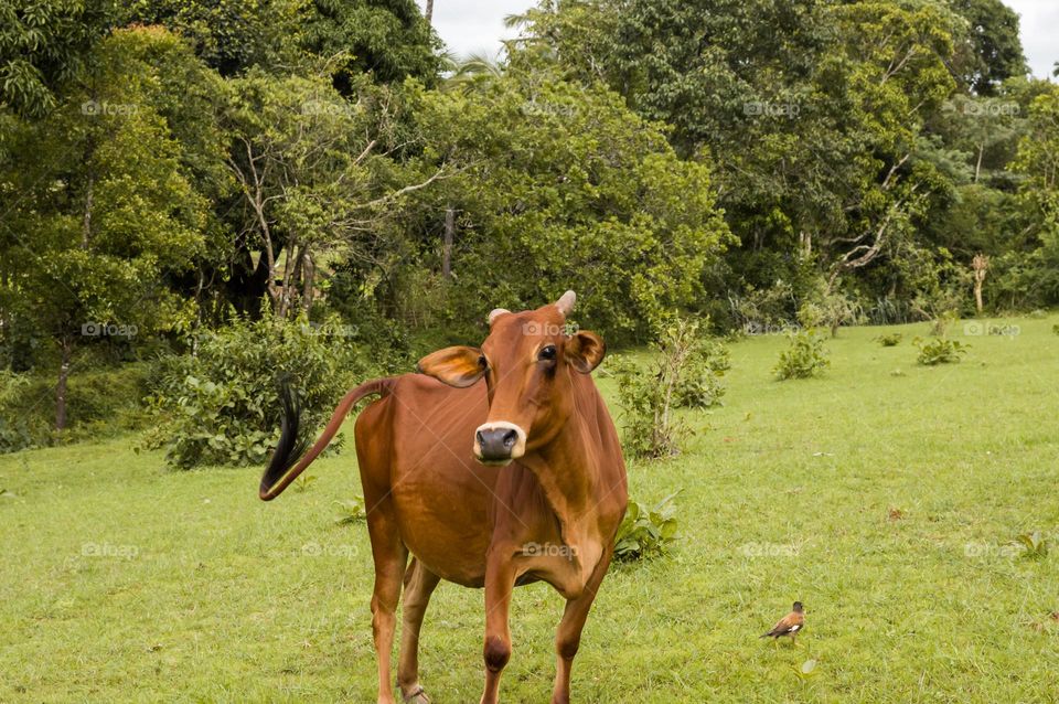 Angry cow raising her tail to attack.