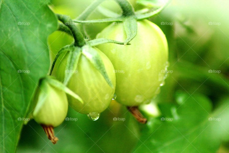 unripened tomatoes fruits