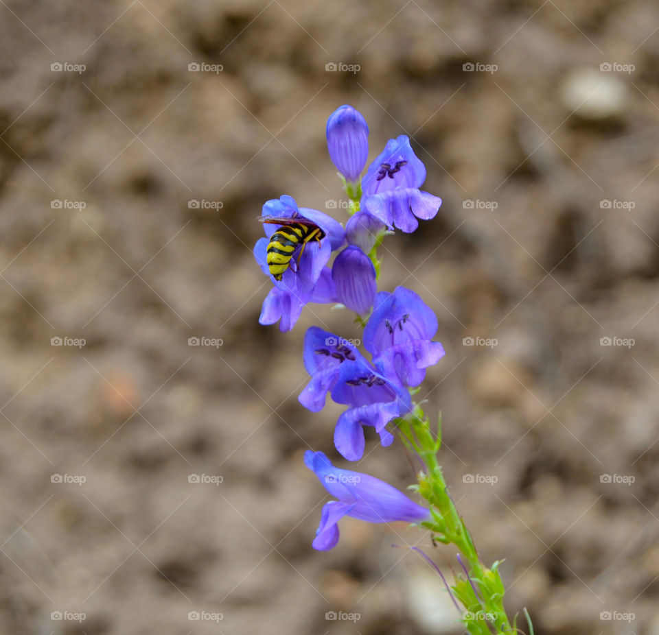 Insect in Flower