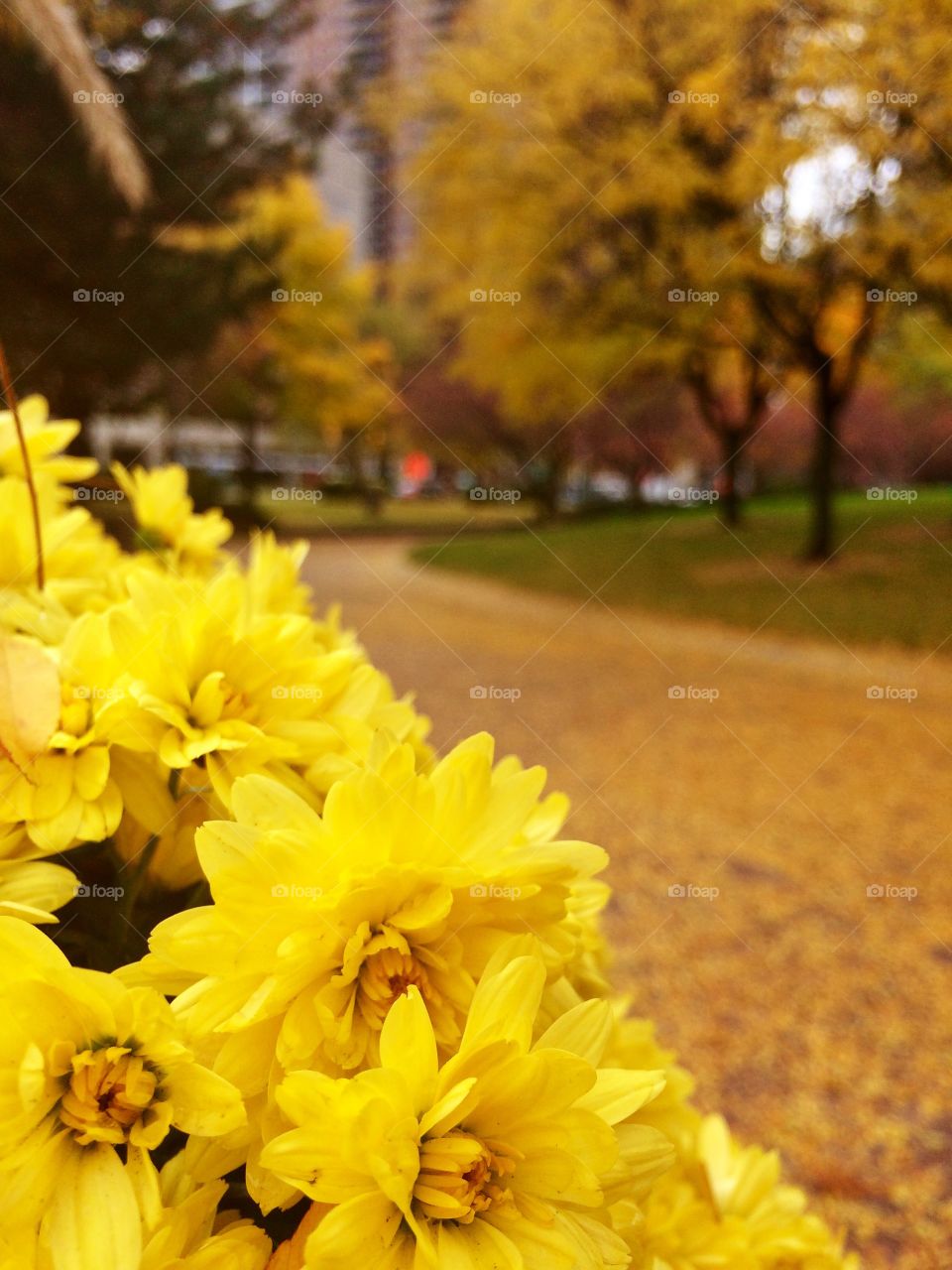 Close-up of yellow flowers