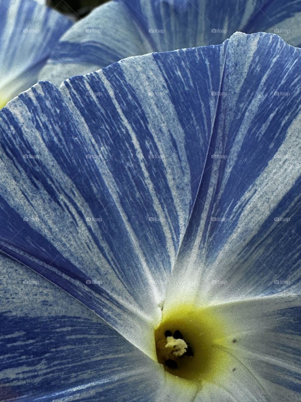 Blue and white striped Flying Saucer morning glory (Ipomoea Purpurea) flower close up