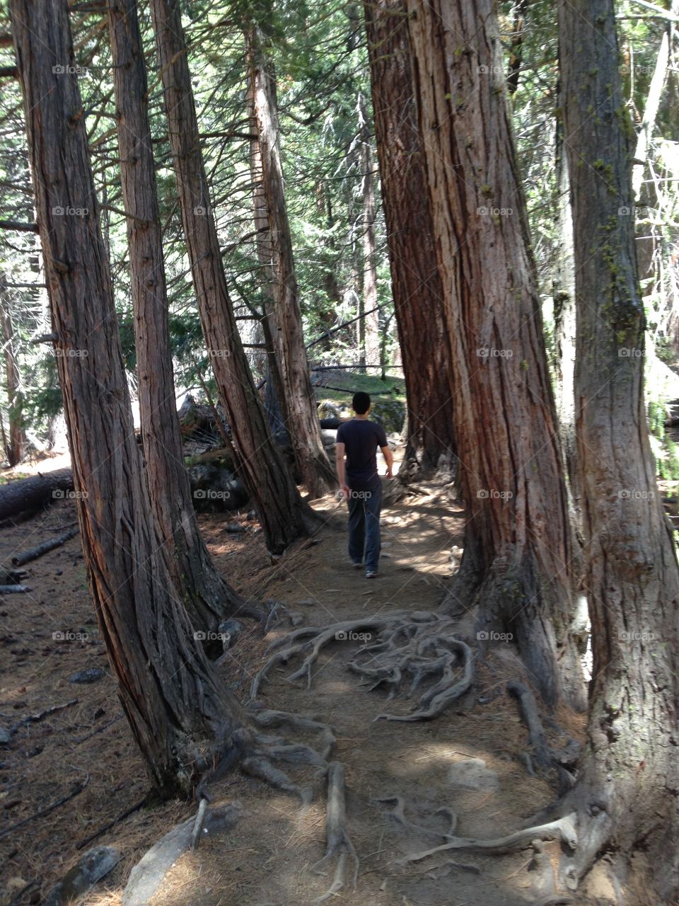 Redwood hiking 
