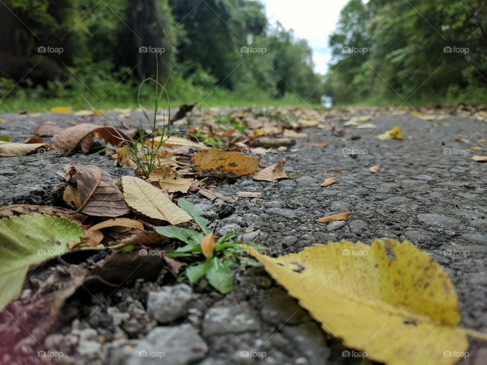 autumn road