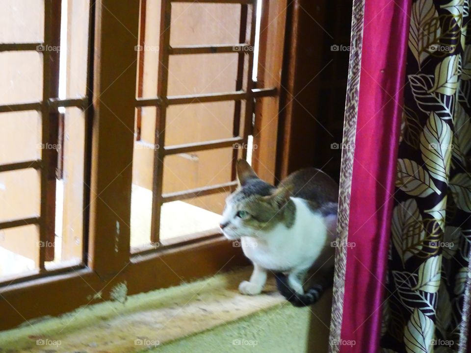 cute cat sitting at the bedroom window with rectangular railings