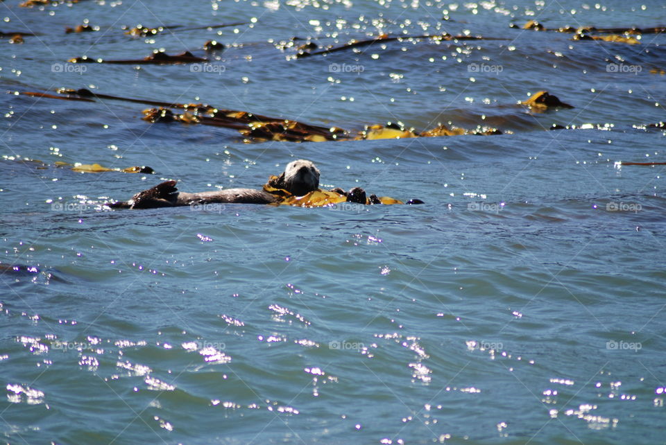 Sea Otter