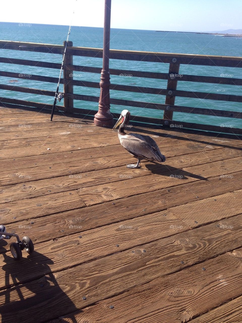 Bird of the pier 