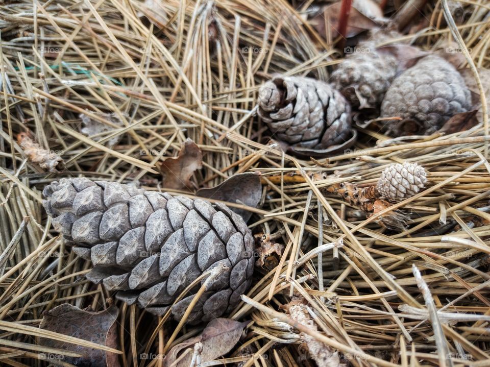 Pine cones on fallen needles.