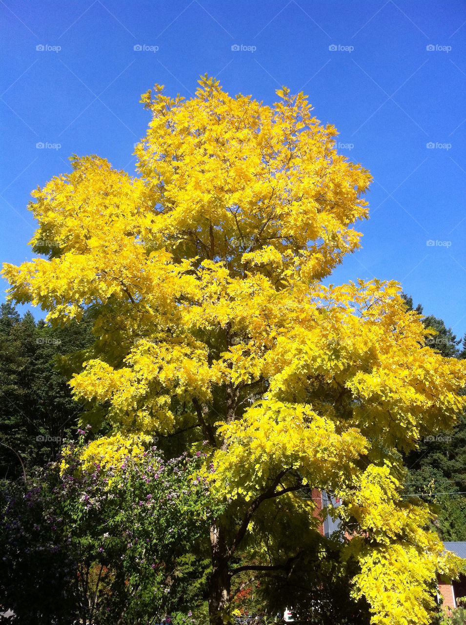 yellow nature summer tree by kzr