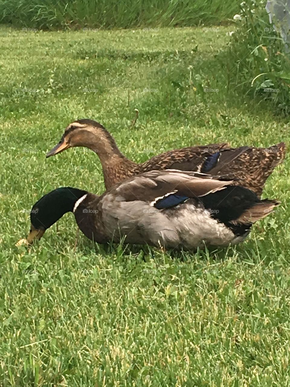 Ducks in the yard 