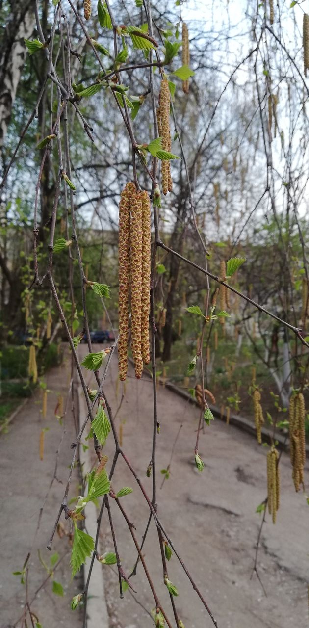 Birch