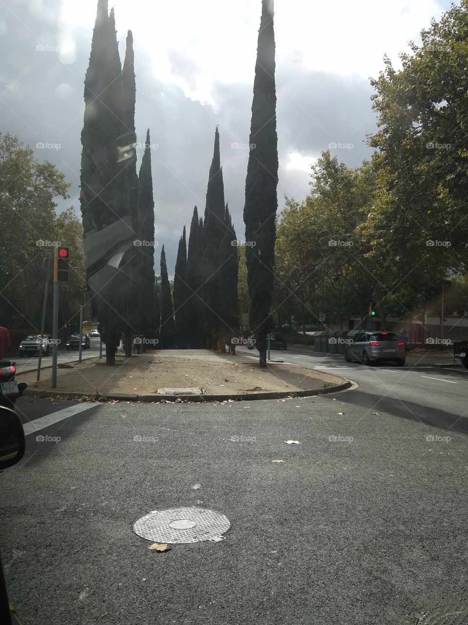 árboles en forma de puntiaguda