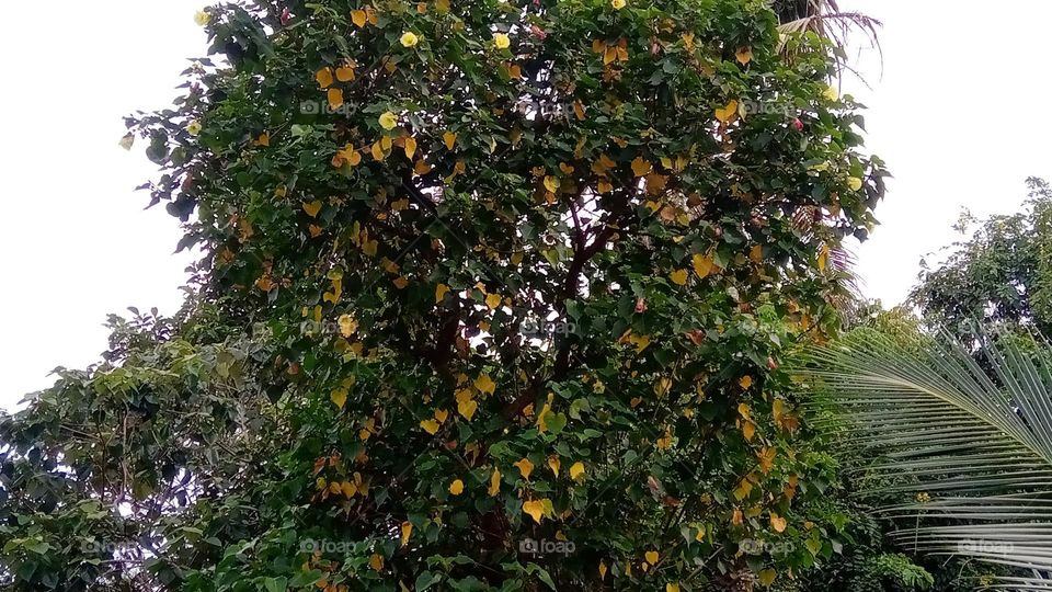 Tree with colored leaf.