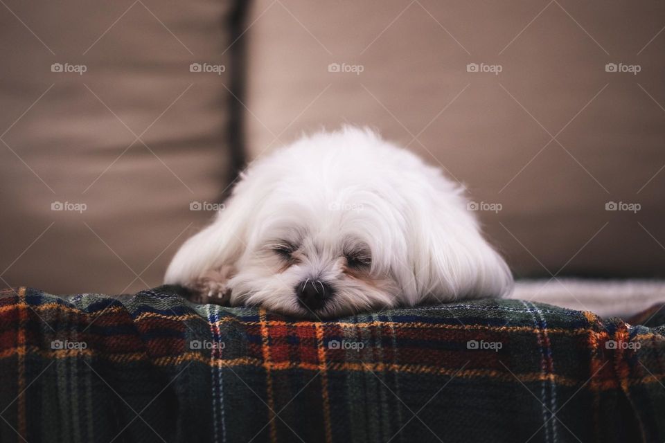 A portrait of a cute white boomer dog lying on a fluffy blanket on a couch in a living room.