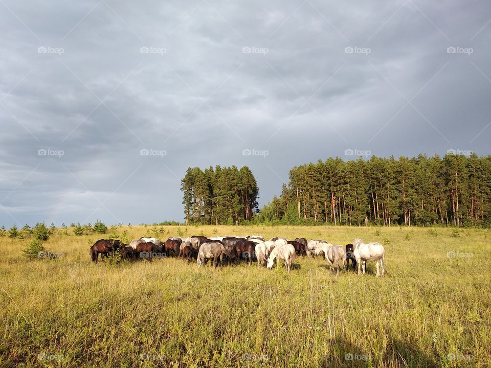 A herd of horses graze on a field against the backdrop of a phuin forest