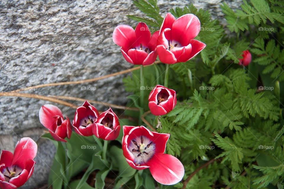 Red tulips . Red tulips 