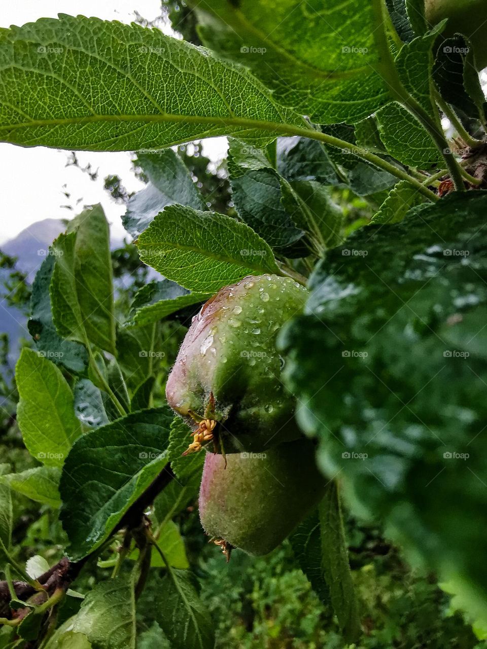 Raining monsoon season