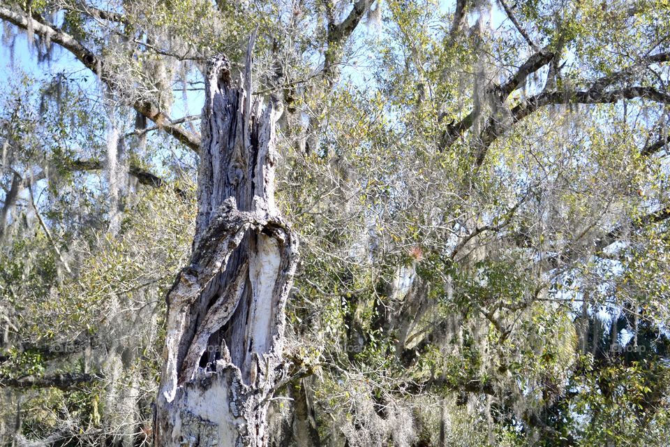 A dead tree trunk with interesting grooves in front of some oak trees covered in Spanish moss