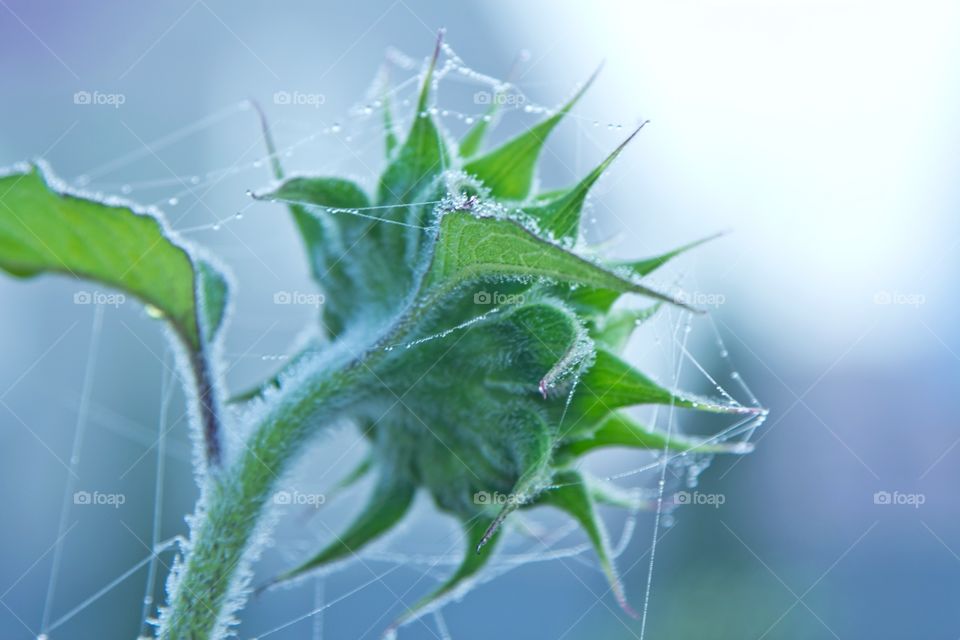 Unripe sunflower in the web.