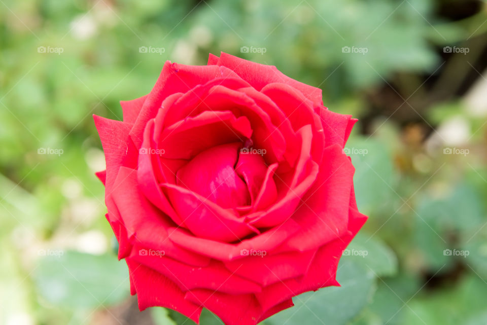 Close-up of red rose