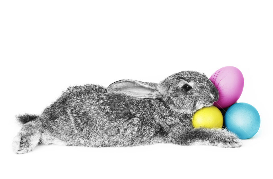 Rabbit Easter