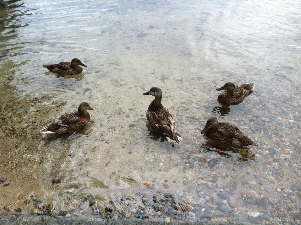 birds water lake ducks by kgrace
