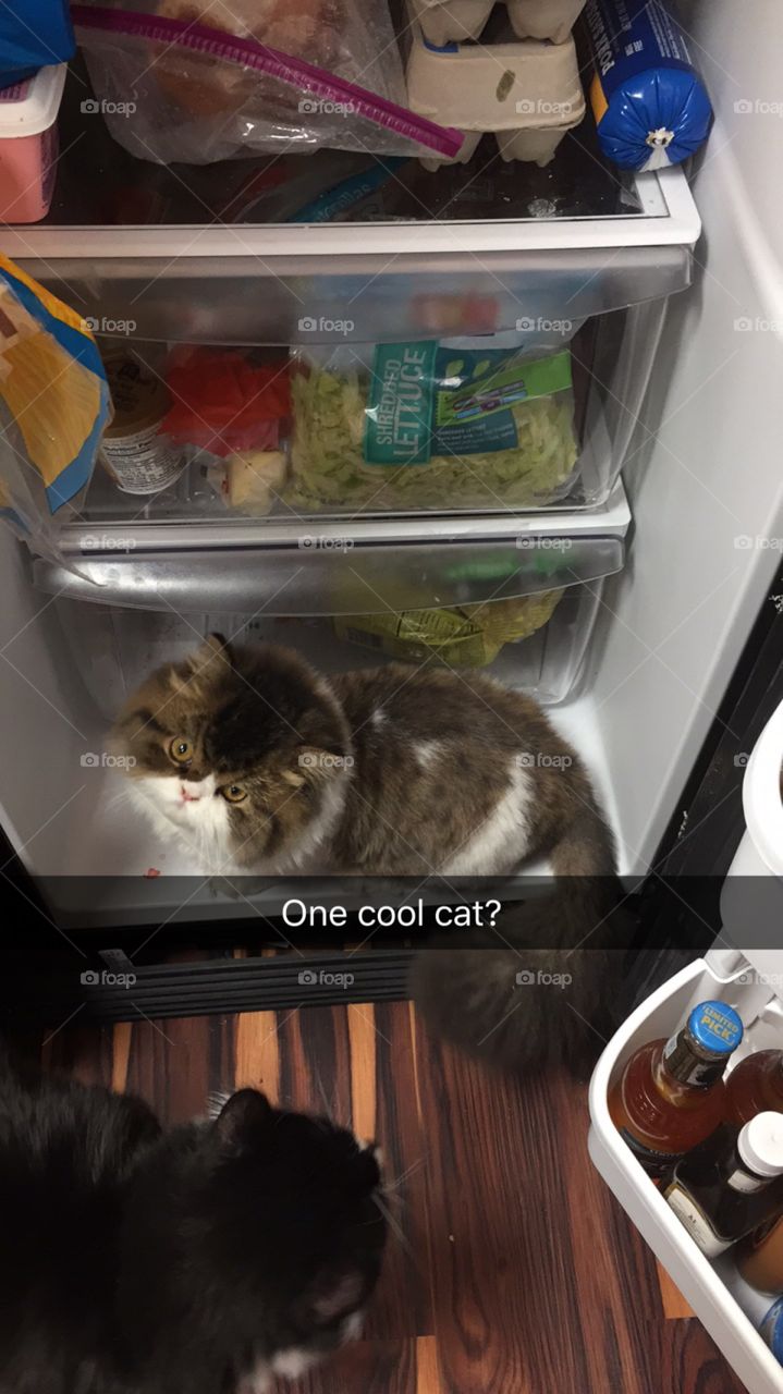 Fridge thief munchkin cat in the ice box 