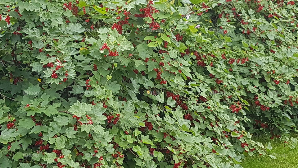 Red Currant Sweden